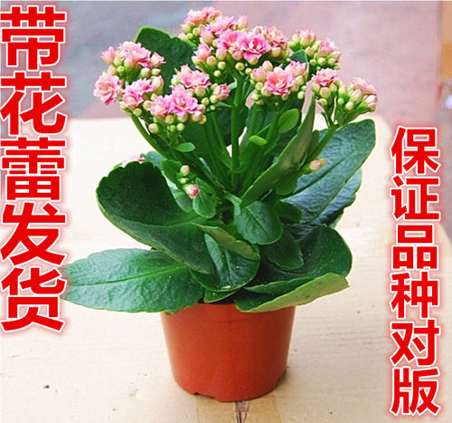 巴黎多肉植物吸甲醛长寿花包邮