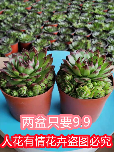 多头群生阳台带土芦荟波露观音莲