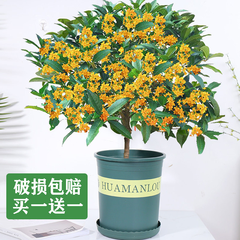 四季桂花树苗金桂嫁接盆栽浓香型观花植物花卉室内外带花地载庭院