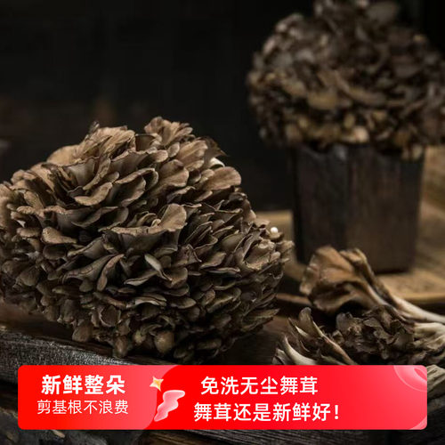 灰树花舞茸新鲜整朵粟蘑菌蘑菇