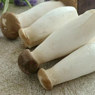 美食慢生长现采现发会呼吸秀小新鲜杏鲍菇 鸡腿菇食用菌类蔬菜