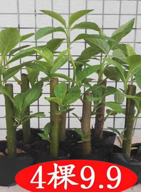 可食用南非叶阳台植物树苗干叶茶