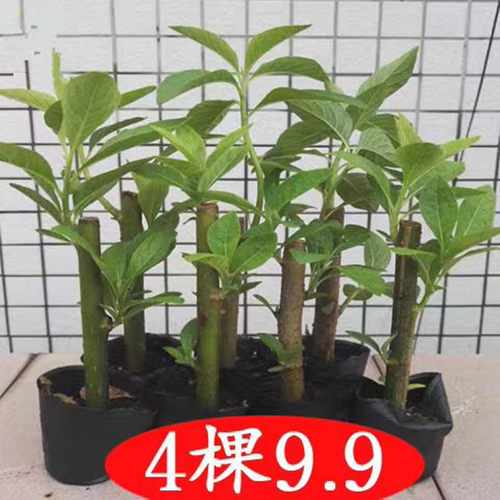 可食用南非叶阳台植物树苗干叶茶