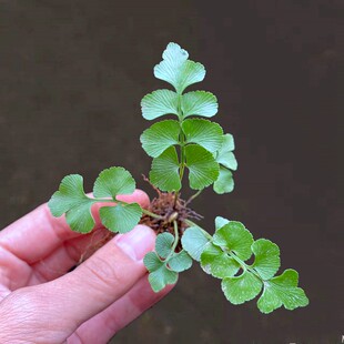 扇叶铁角蕨室内桌面四季绿植雨林缸造景水陆缸素材喜湿好养微景观