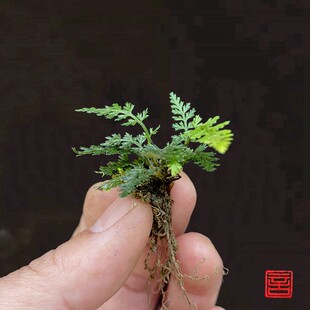 小型蕨类铁角蕨耐阴湿水陆缸造景素材雨林缸微景观瓶假山石绿化