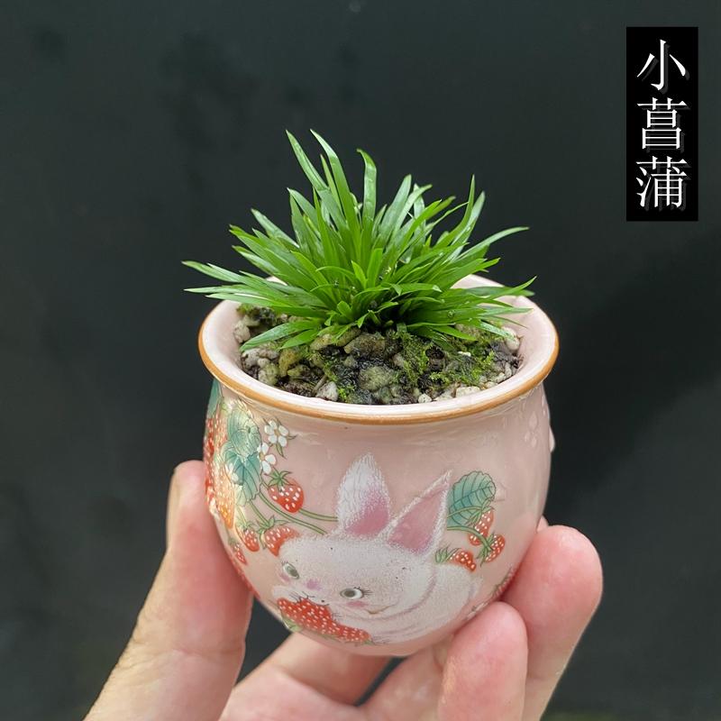 迷你型菖蒲盆栽造景素材