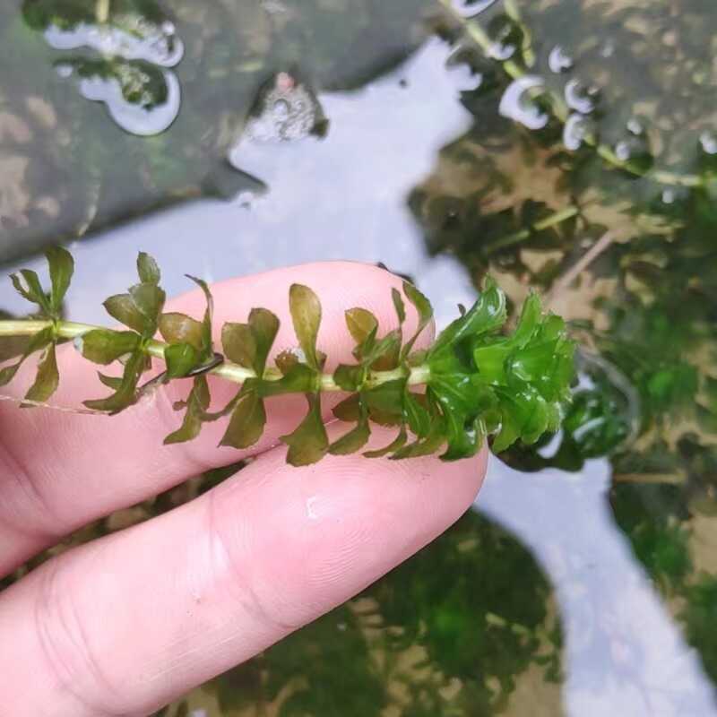 主攻专钓草鱼饵料新鲜水草草头野钓专用钓饵轮叶黑藻钓鱼饲料活饵