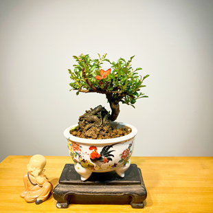 日本海棠长寿梅一 物一拍链接