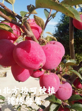 冬红果海棠贵人果鸡心果盆栽盆景