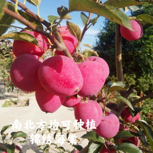 冬红果海棠贵人果鸡心果盆栽盆景