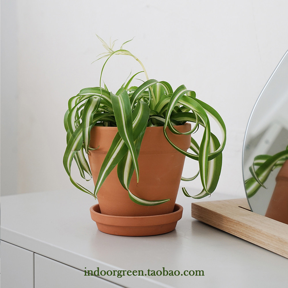 植物私生活c |卷叶吊兰自然卷邦尼 北欧ins网红植物耐阴好养