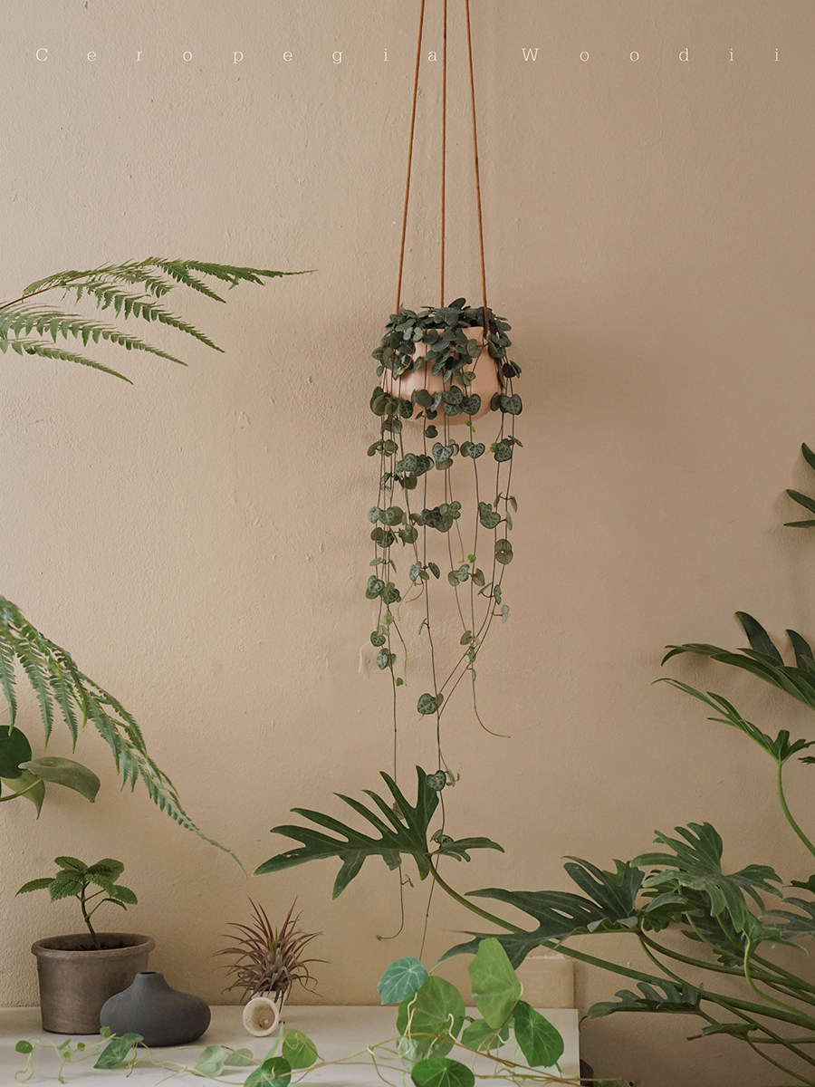 植物私生活爱之蔓一串心北欧ins风小型室内耐阴垂吊多肉植物 植物私生活 淘优券