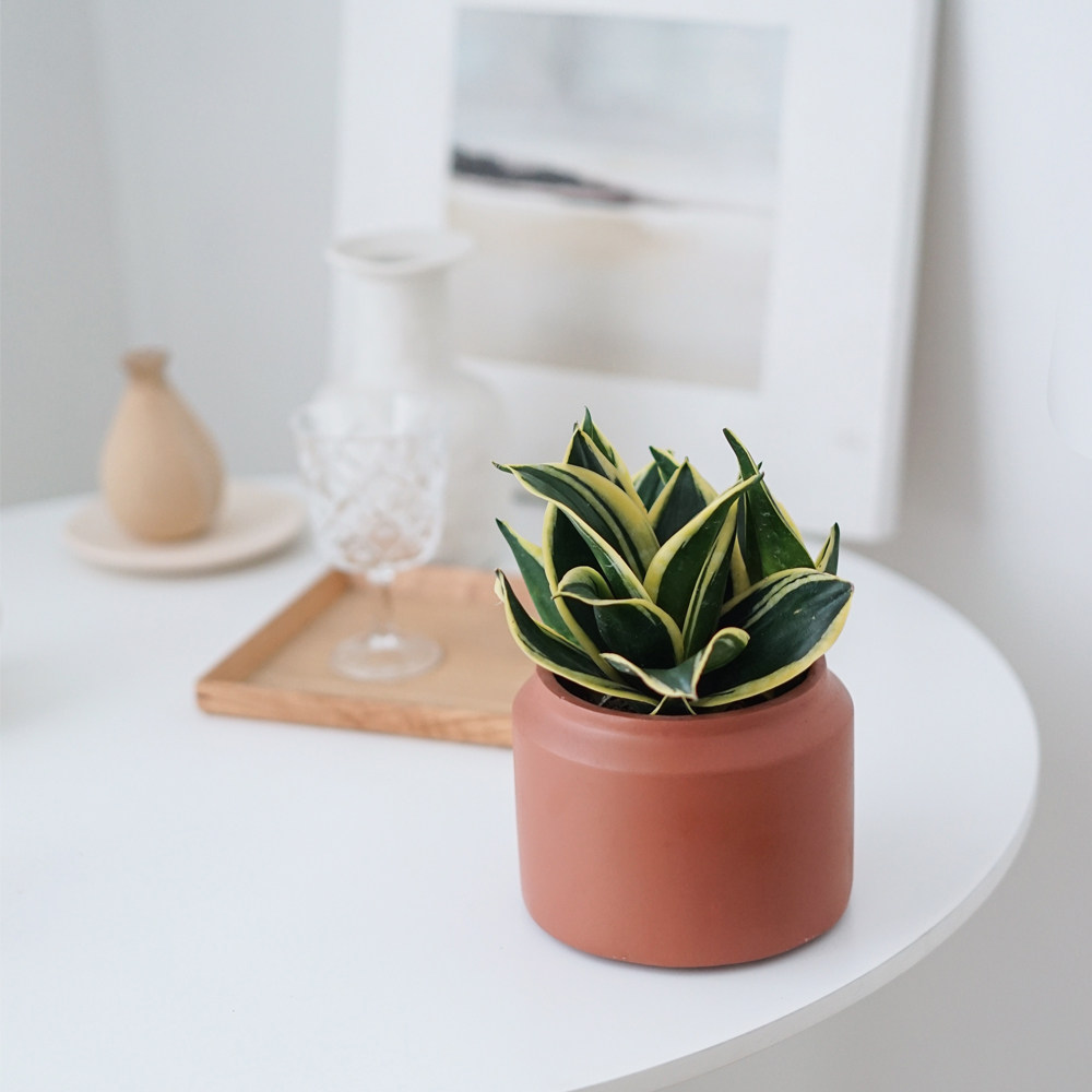 植物私生活 |荷花兰金边虎皮兰桌面盆栽新家植物