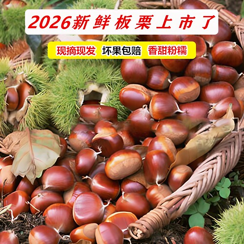 罗田板栗生新鲜栗子即食板栗仁
