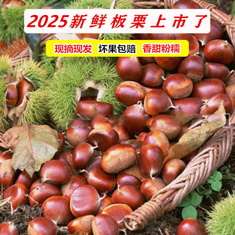 罗田板栗生新鲜栗子农家现摘现发油栗子毛栗子板栗球即食板栗仁