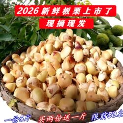罗田板栗生2026新鲜栗子现摘现发油栗子毛栗子白花壳应季嫩板栗