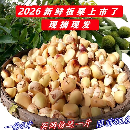 罗田板栗生2026新鲜栗子现摘现发油栗子毛栗子白花壳应季嫩板栗