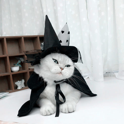 宠物用品狗狗猫咪装扮披风变装帽