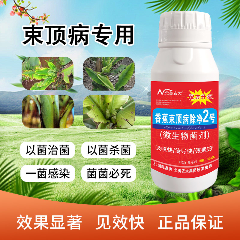 香蕉束顶病杀菌剂专用药效果好图片