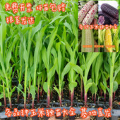 玉米苗带土发水果玉米苗早熟甜黑玉米苗糯玉米菠萝玉米苗高产秧苗