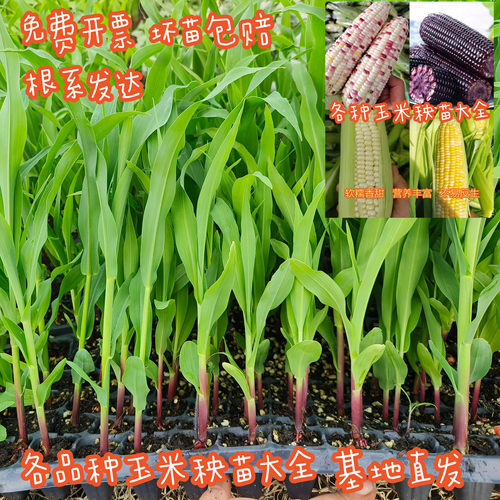 玉米苗带土发水果玉米苗早熟甜黑玉米苗糯玉米菠萝玉米苗高产秧苗