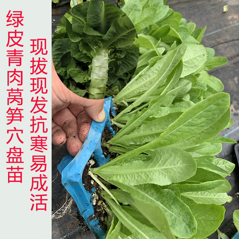 抗寒芹菜苗高产莴笋苗