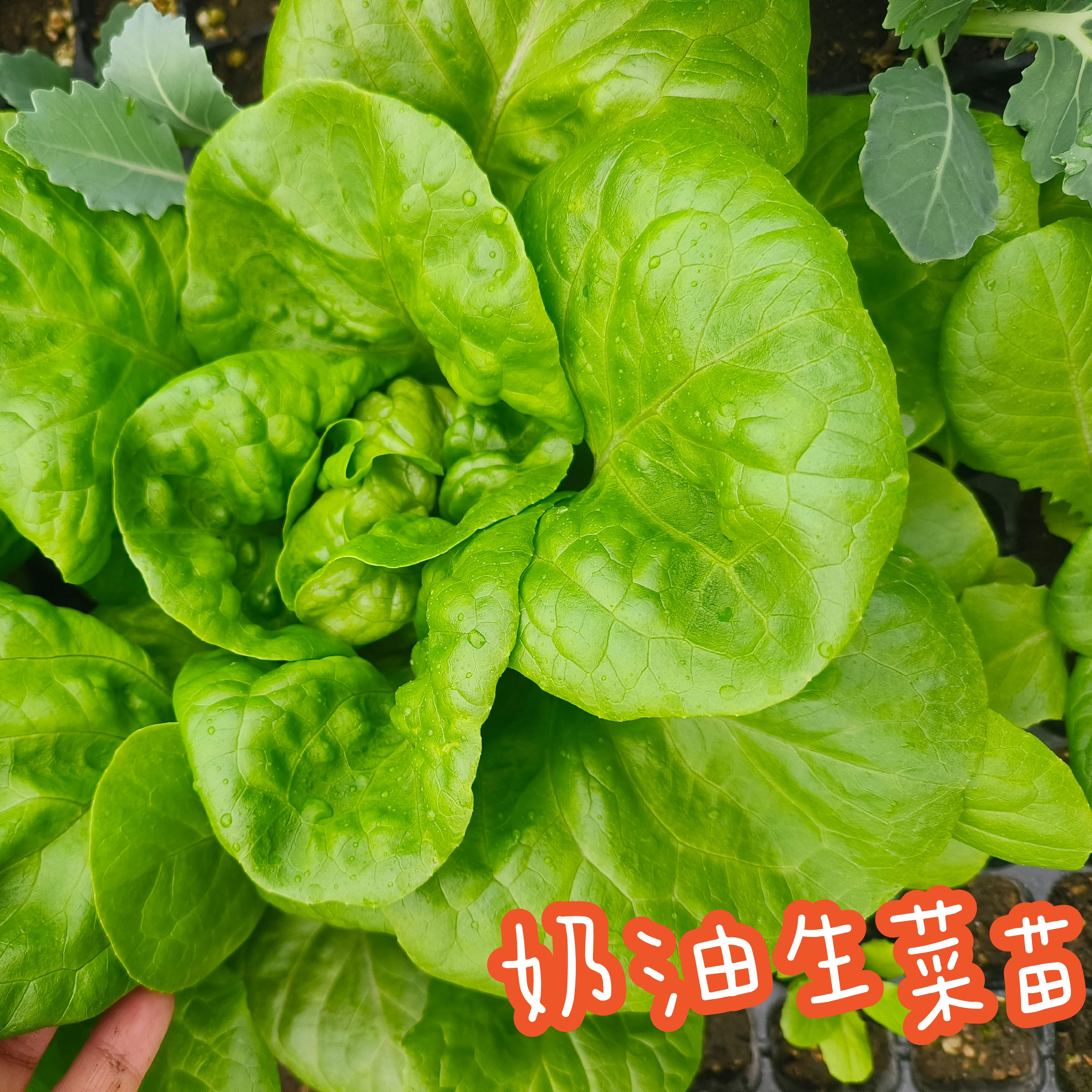 奶油生菜秧苗意大利生菜玻璃生菜种苗/半成品盆栽