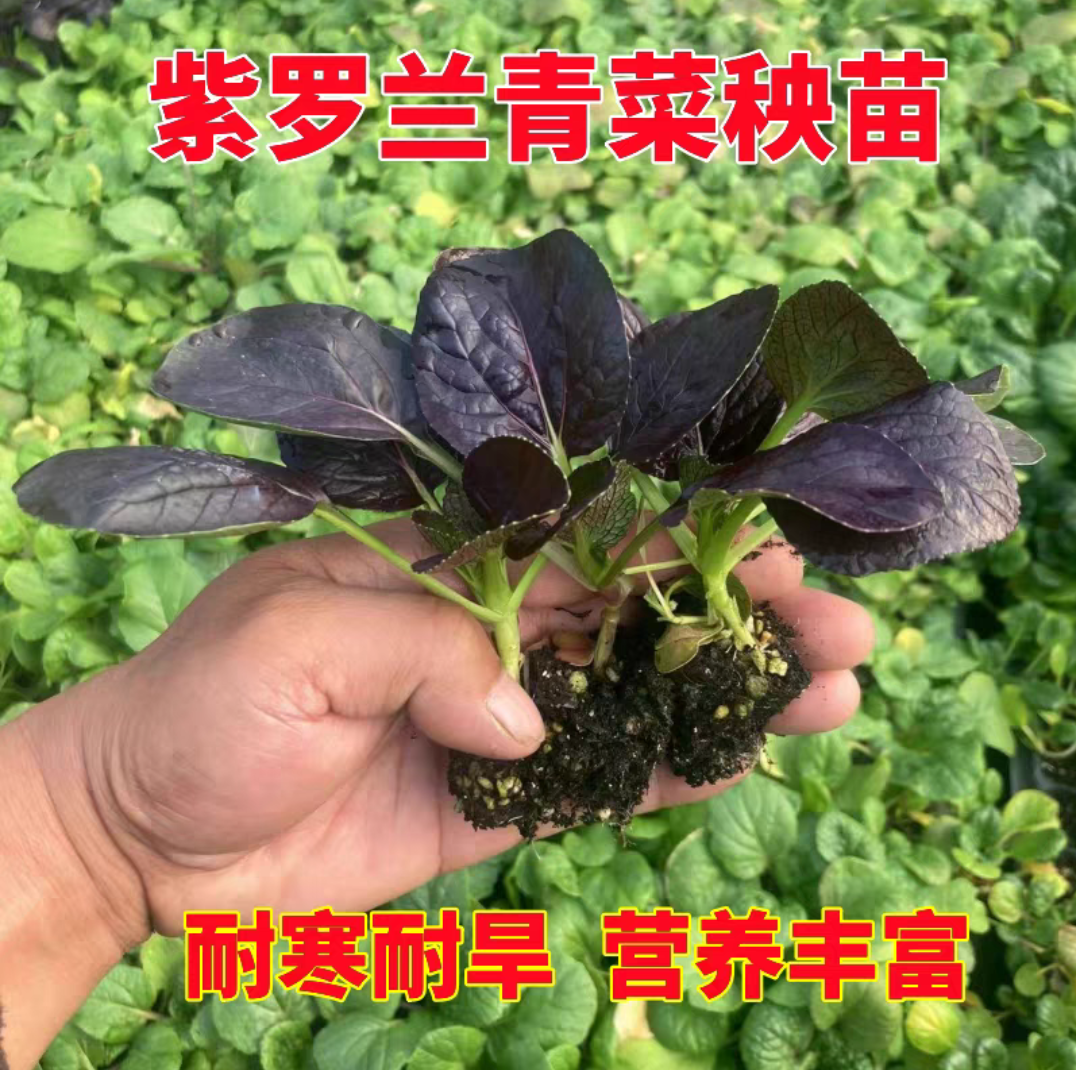 紫罗兰青菜秧苗上海青蔬菜苗生菜苗秋冬耐寒蔬菜苗,鲜花速递/花卉仿真/绿植园艺,种苗/半成品盆栽,淘宝优惠券,粉丝福利购,淘宝优惠卷