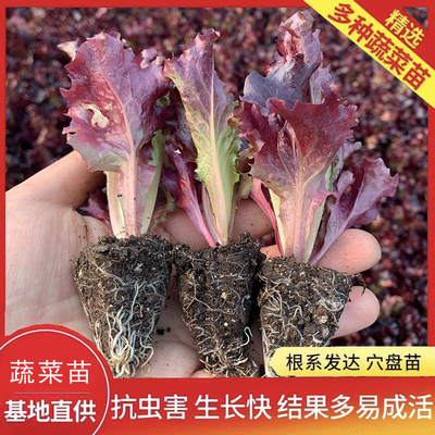 紫生菜紫罗莎紫罗马生菜苗苗秧意大利带土球红皱结球奶油直立大速