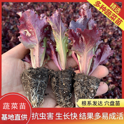 紫生菜紫罗莎紫罗马生菜苗苗秧意大利带土球红皱结球奶油直立大速