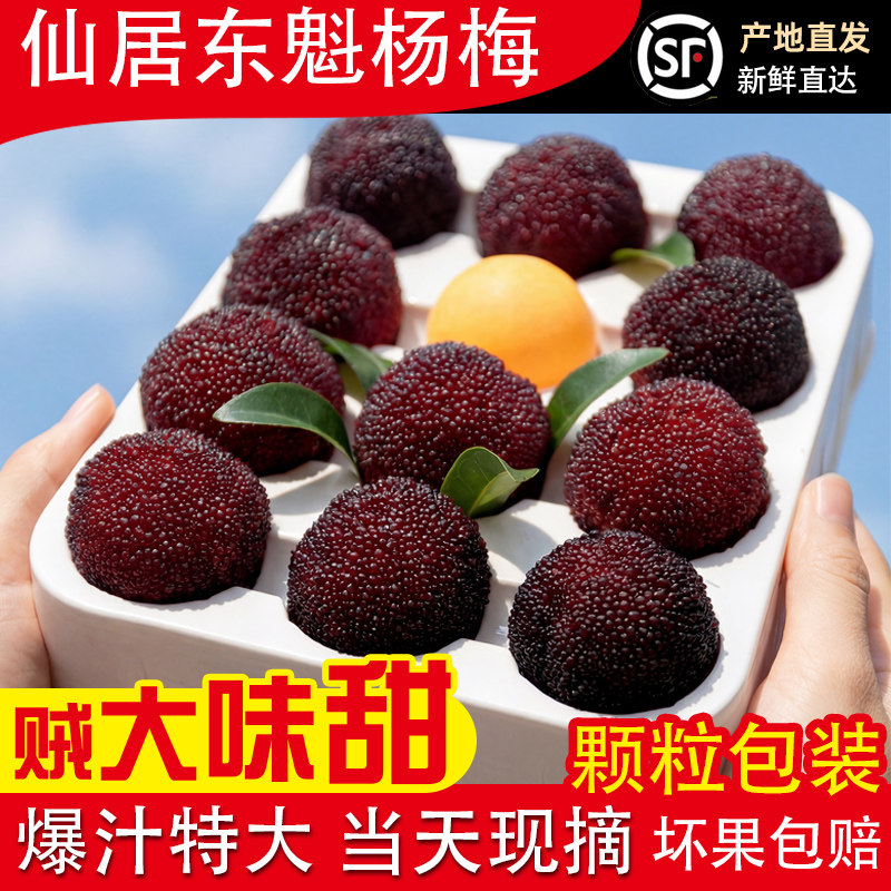 【乒乓球特大果】正宗仙居杨梅新鲜东魁杨梅鲜果现摘现发浙江杨梅