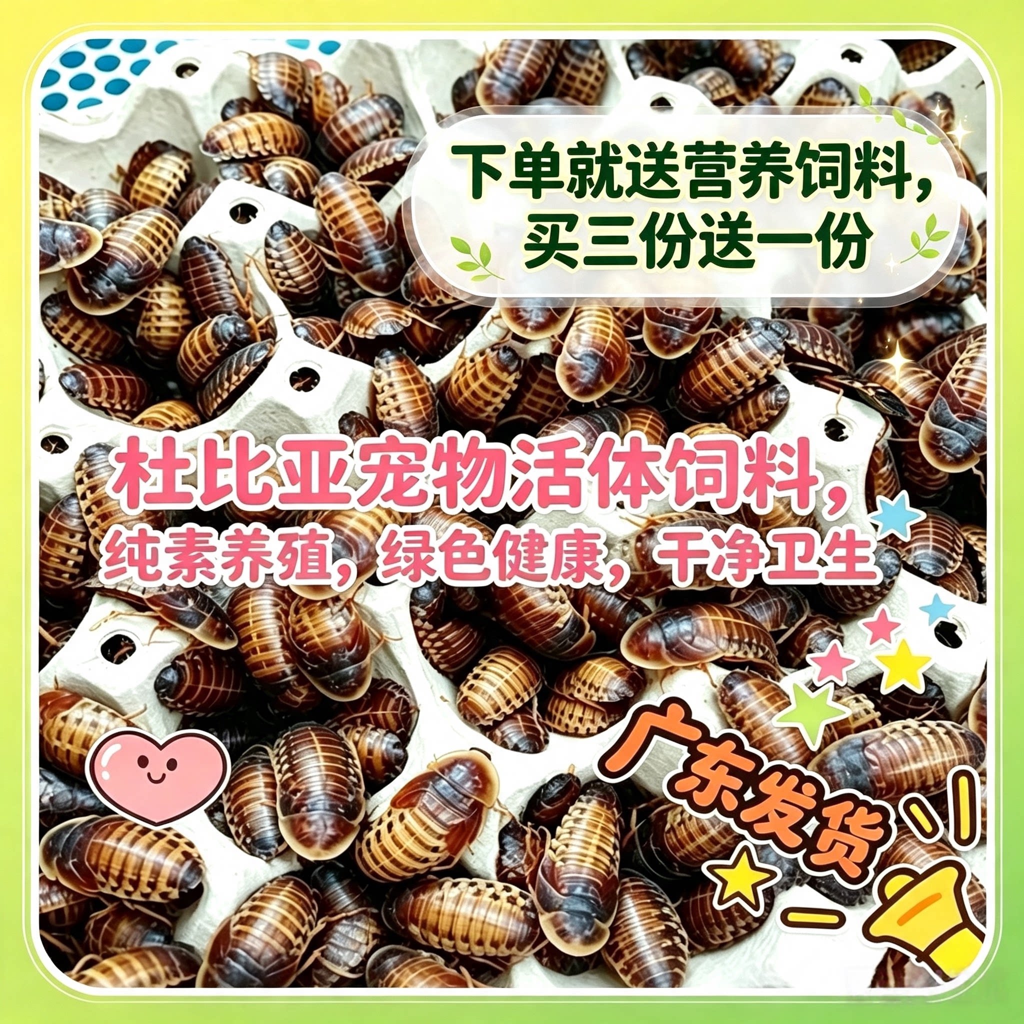 活体杜比亚蟑螂繁殖组幼体绿色守宫龙鱼活饵饲料新宠蜥蜴养殖营养图片