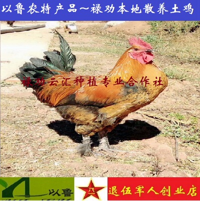 土鸡真空包装云南放养顺丰包邮