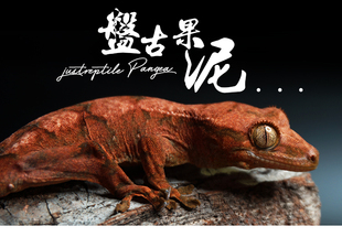 P牌果泥分装试吃睫角R属守宫昆虫水果混合饲料盖勾亚魔物巨人口粮