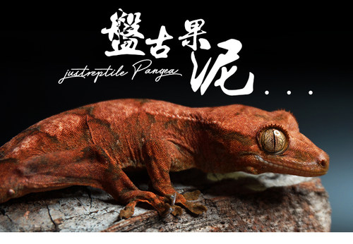 P牌果泥分装试吃睫角R属守宫昆虫水果混合饲料盖勾亚魔物巨人口粮