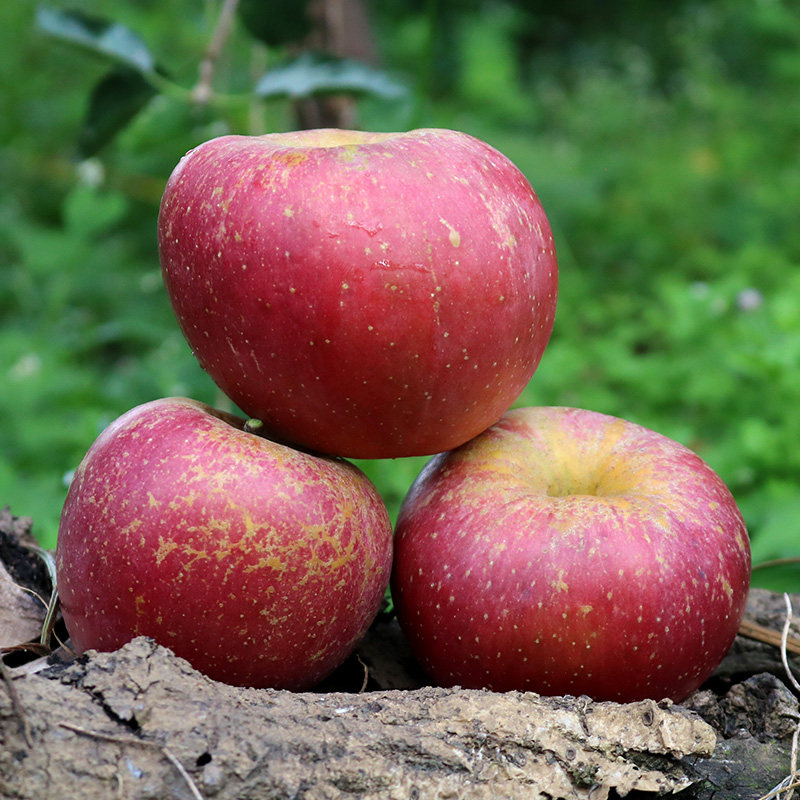已熟 品鲜季云南蒙自西北勒高原苹果 自然成熟 脆甜冰糖心野生,水产肉类/新鲜蔬果/熟食,苹果,淘宝优惠券,粉丝福利购,淘宝优惠卷