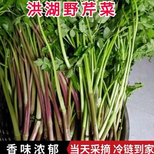 洪湖野生水芹菜新鲜河边野芹菜现摘现发当季野菜时令蔬菜2/4斤