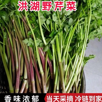 洪湖野生水芹菜新鲜河边野芹菜现摘现发当季野菜时令蔬菜2/4斤