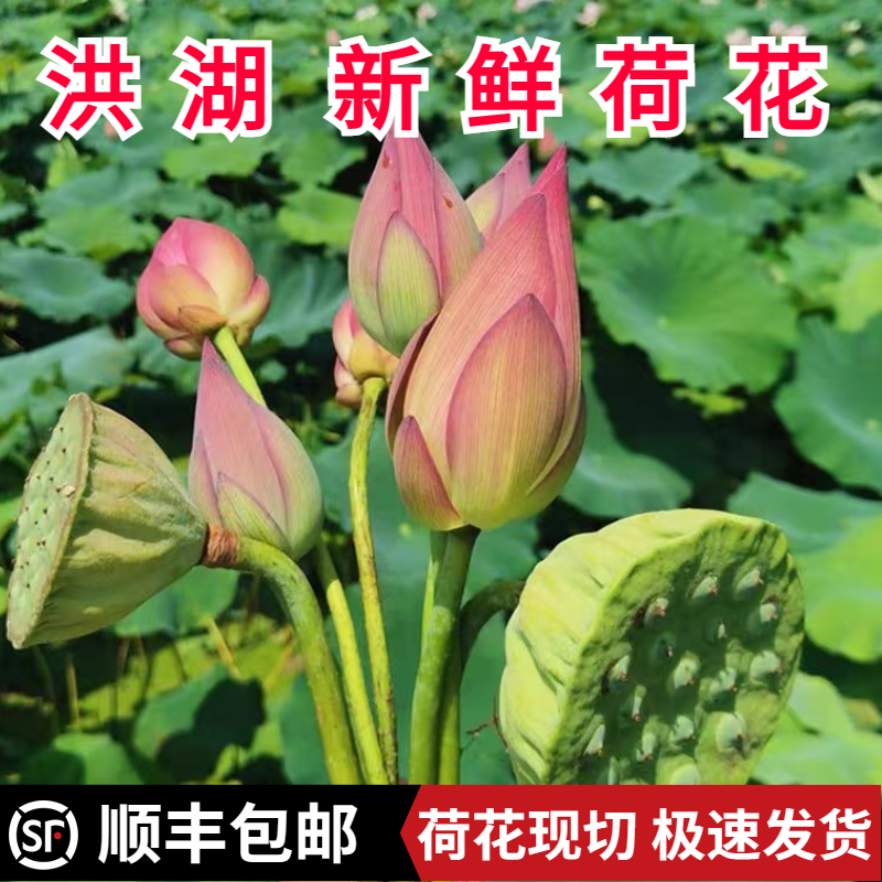 新鲜荷花莲蓬真鲜花夏季水生花卉花骨朵切花花苞插花观赏供佛莲花