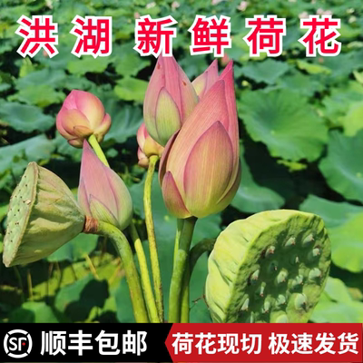 新鲜荷花莲蓬真鲜花夏季水生花卉花骨朵切花花苞插花观赏供佛莲花