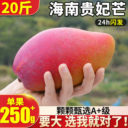 植都中国贵妃芒海树上熟南正宗