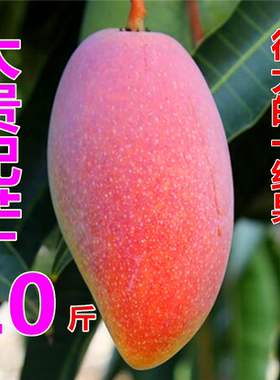 0贵妃芒果海南三亚特大红金龙