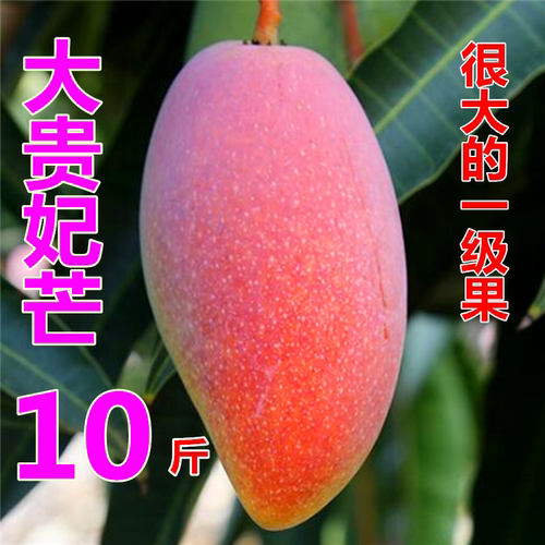 0贵妃芒果海南三亚特大红金龙