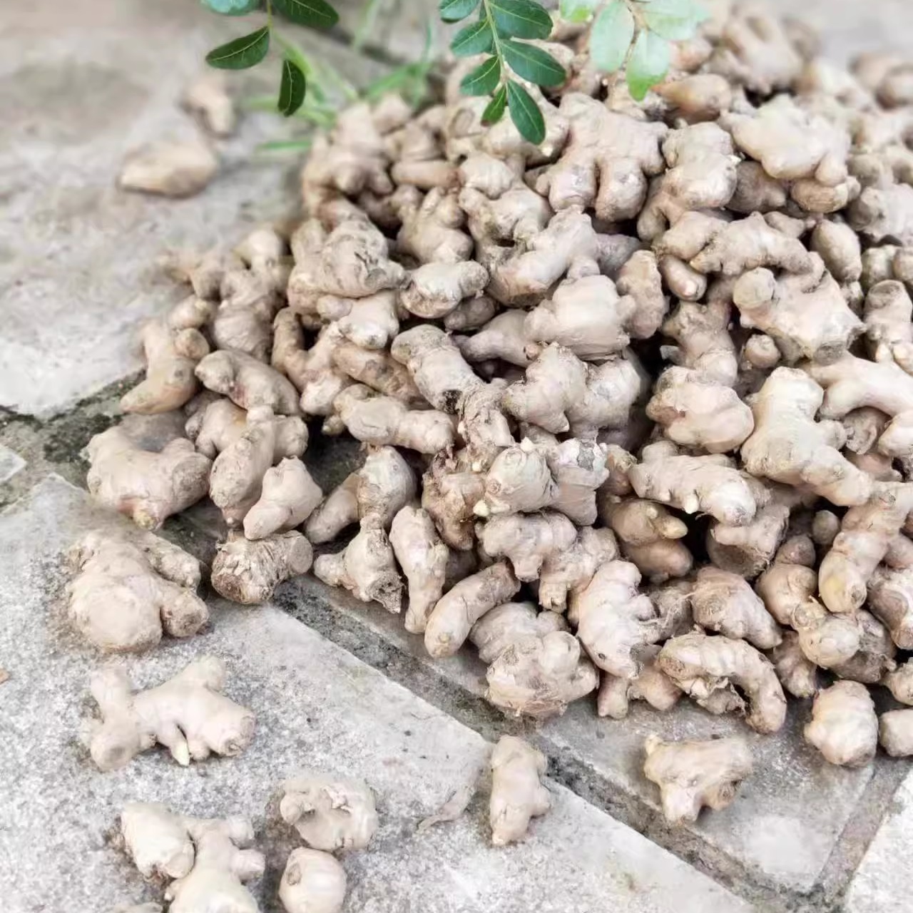 云南罗平小黄姜老姜碎姜