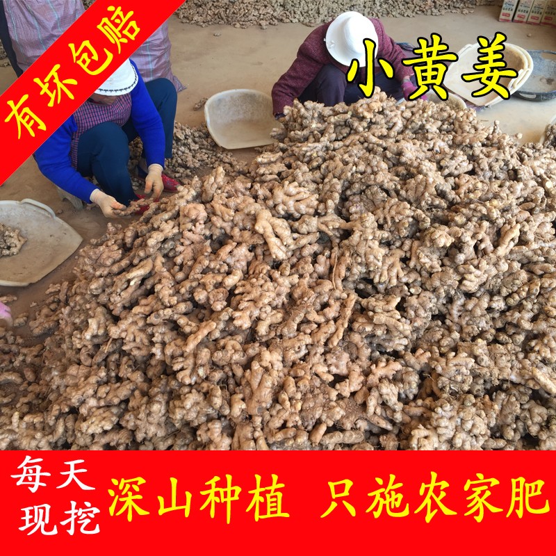 理疗小黄姜老姜云南小黄姜10斤理疗养新鲜姜母黄老姜土姜碎姜小姜