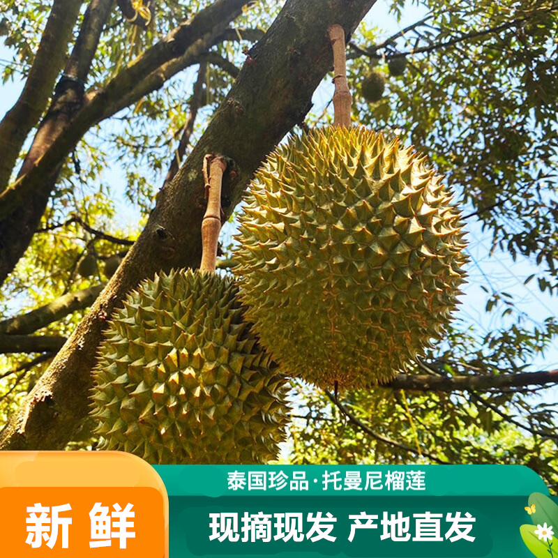 【福利抢购】托曼尼小猫