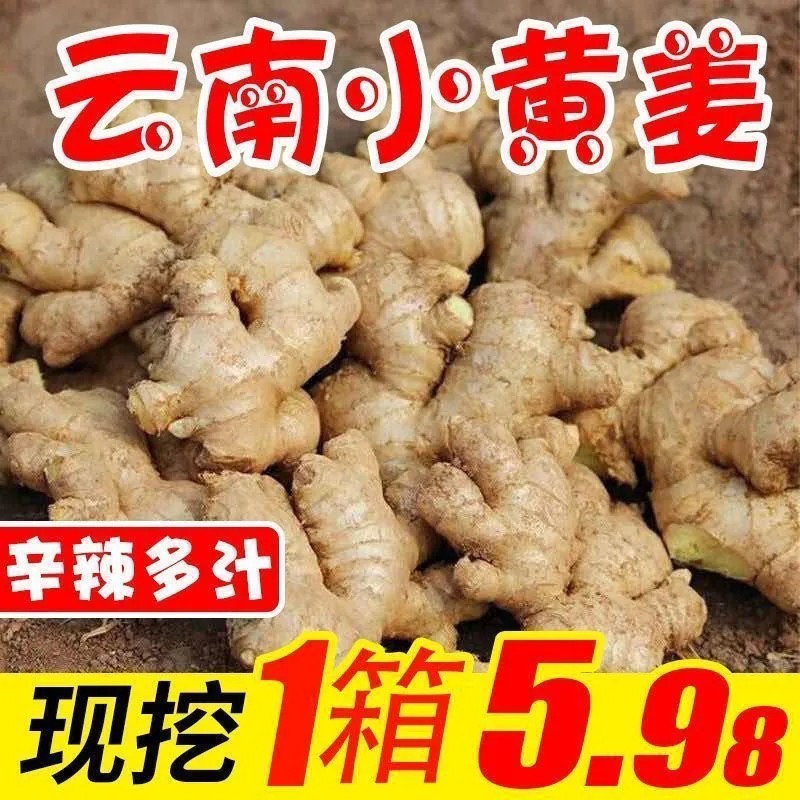 云南小黄姜新鲜老罗平土月子