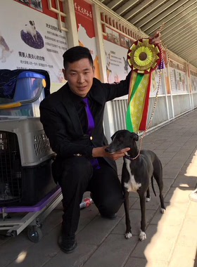 进口新款黑色尼龙绳赛场牵引绳家庭遛犬专用P链圆绳护喉套装红色