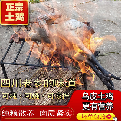 广安乌皮土鸡真空可炖可烧可凉拌