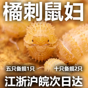 橘刺鼠妇西瓜虫宠物爬虫爬宠昆虫特色可爱简单好养包活